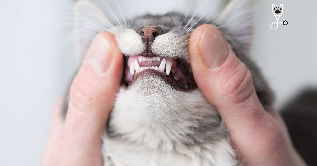 10 Ways To Take Care Of Your Cat S Teeth And Gums Without A Vet Visit