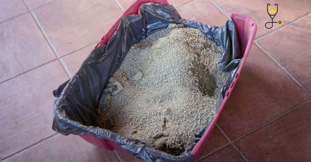 Dirty Litter Box is Another Reason Why Cats Poop Outside Litter Box