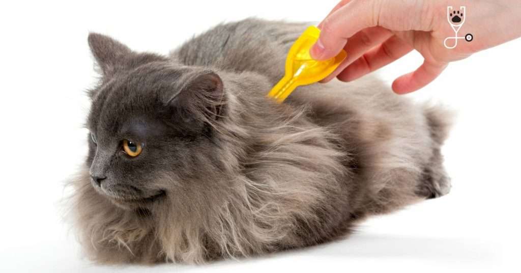 Flea Treatment with Topical Medication