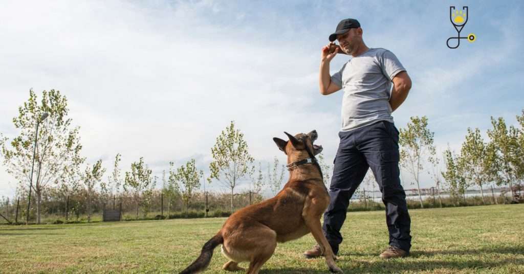 Freedom Through Off-Leash Dog Training