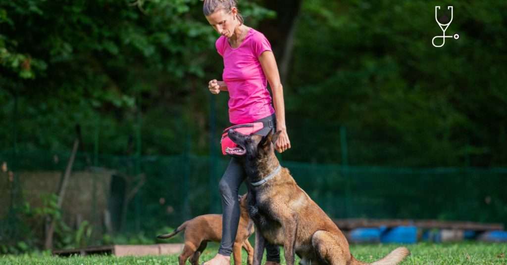 How to Become a Dog Trainer