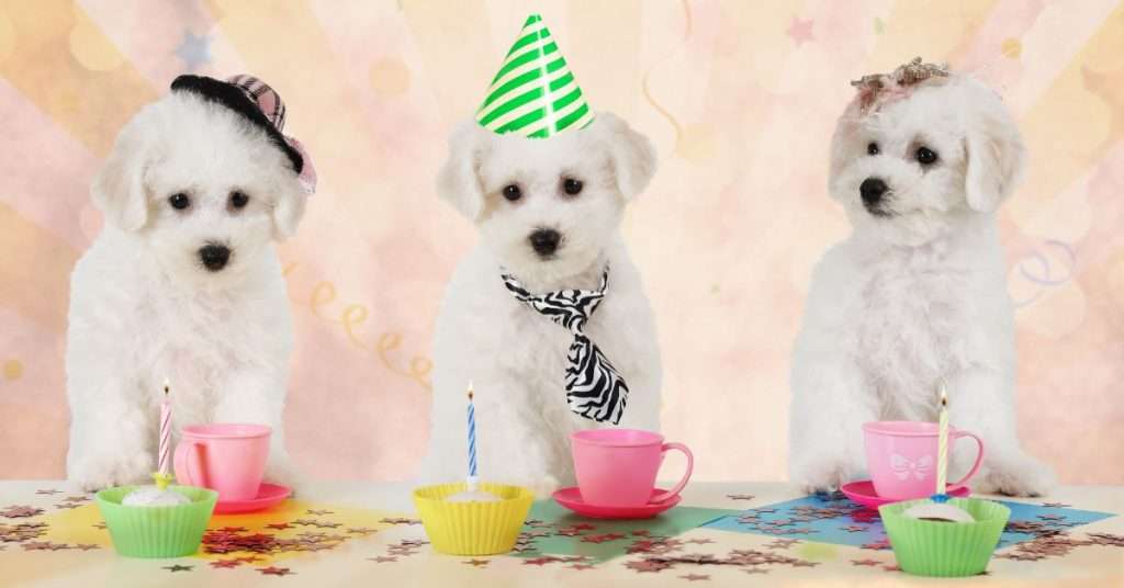 How to Organize a Puppy Socialization Party