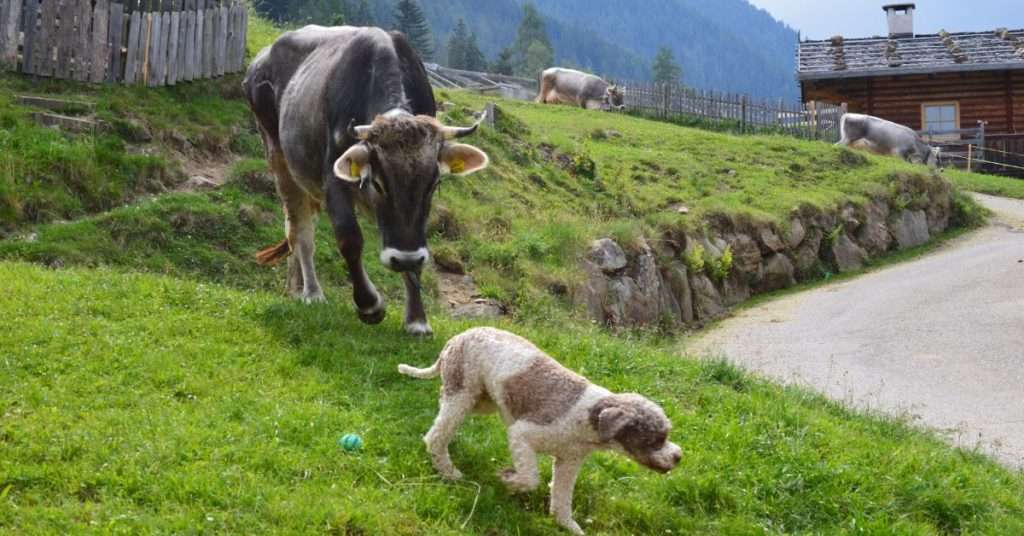 How-to-Stop-a-Dog-From-Chasing-Cows