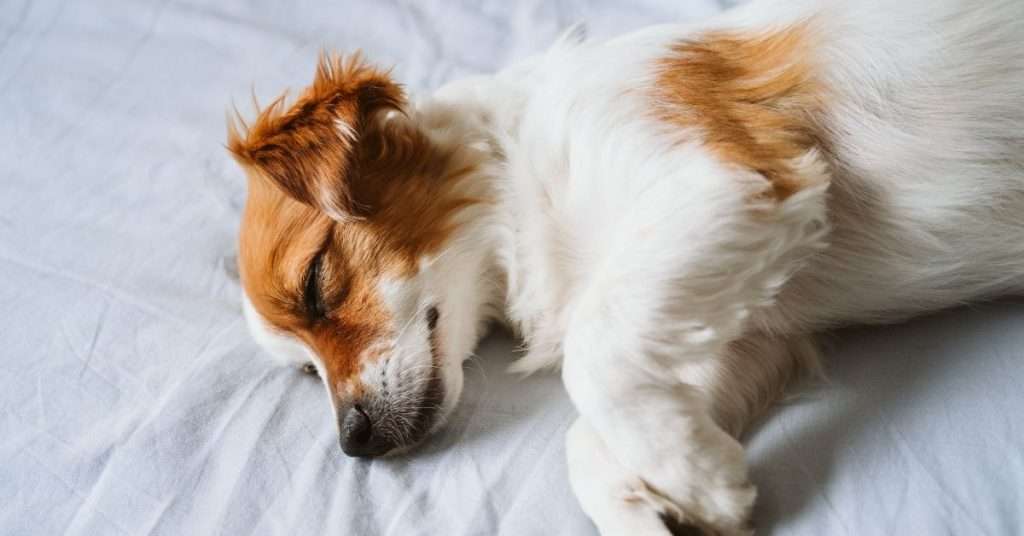 How to Stop a Dog From Sleeping on Your Bed