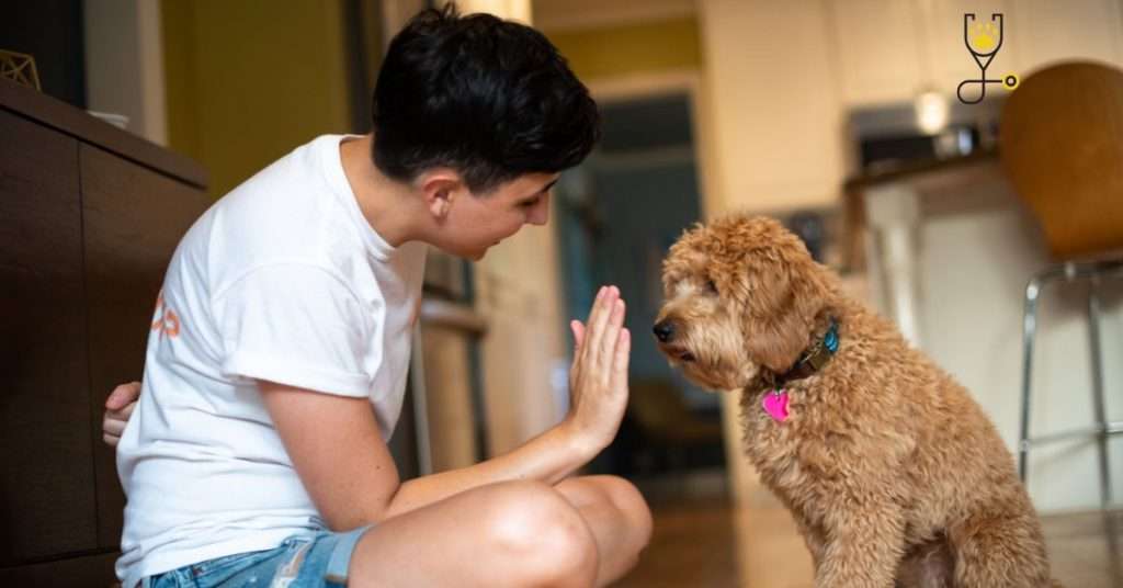 Mastering Dog Training Hand Signals