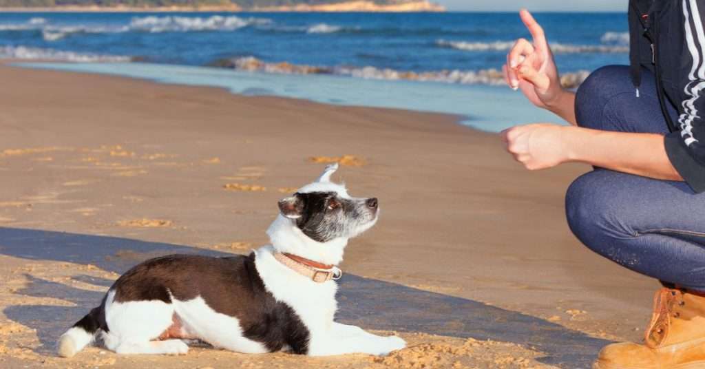 Mastering Dog Training Hand Signals