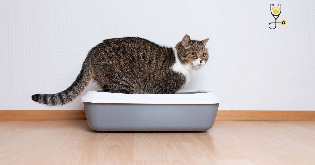 12 Reasons Why Cats Poop Outside The Litter Box Veterinary Articles