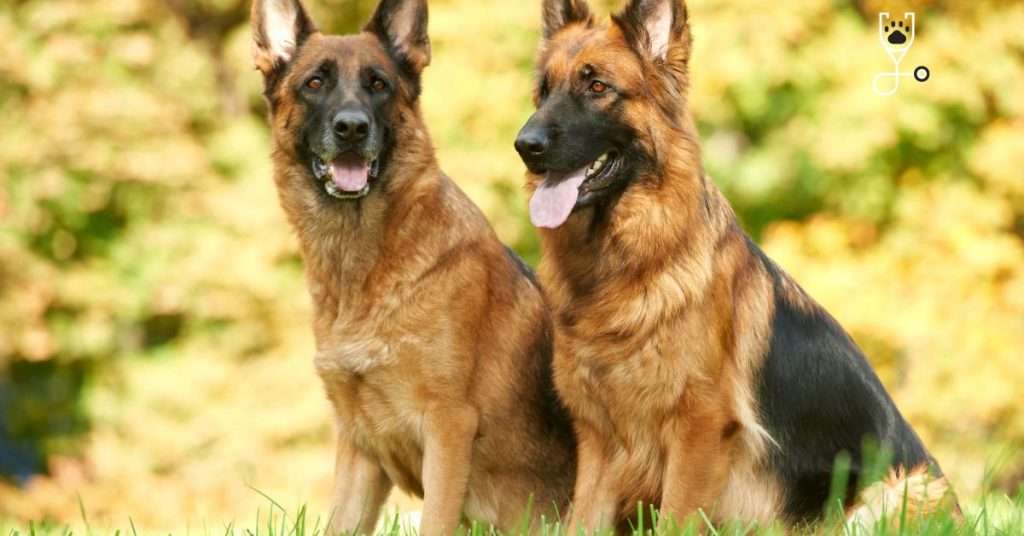 Train A German Shepherd To Sit | Veterinary Articles