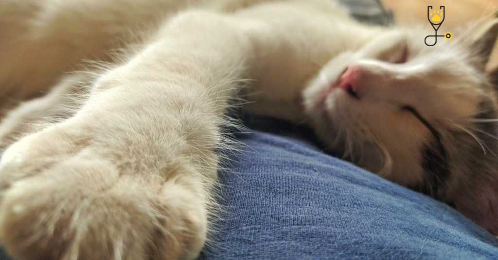 10 Amazing Facts About Polydactyl Cats