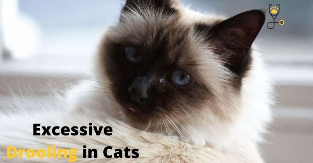 10 Reasons Your Cat Is Drooling Too Much and How to Treat at Home