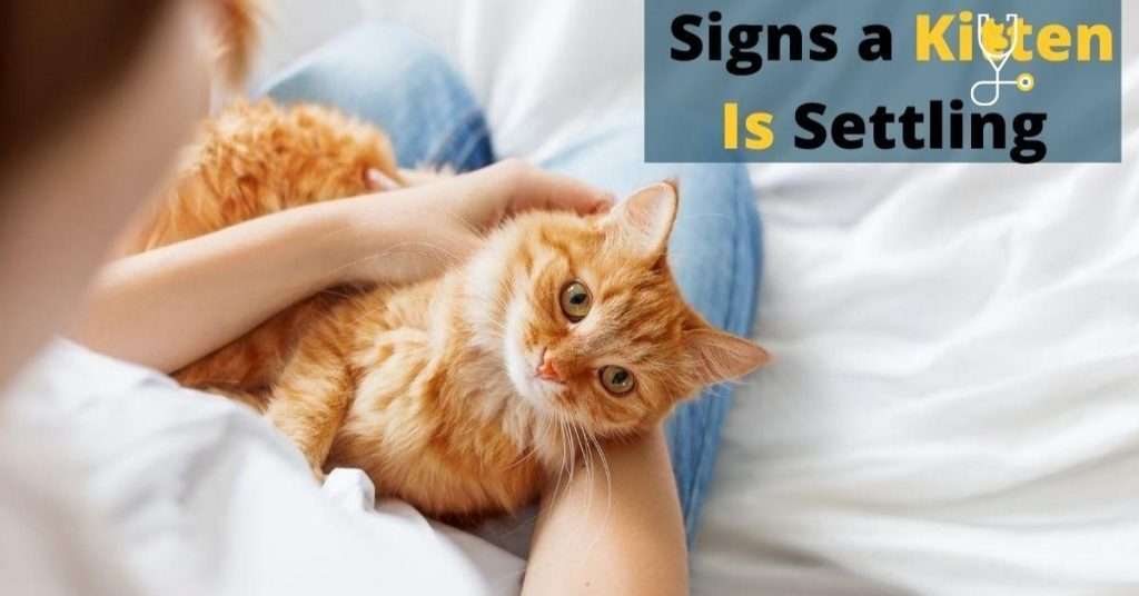 10 Signs a Kitten Is Settling In