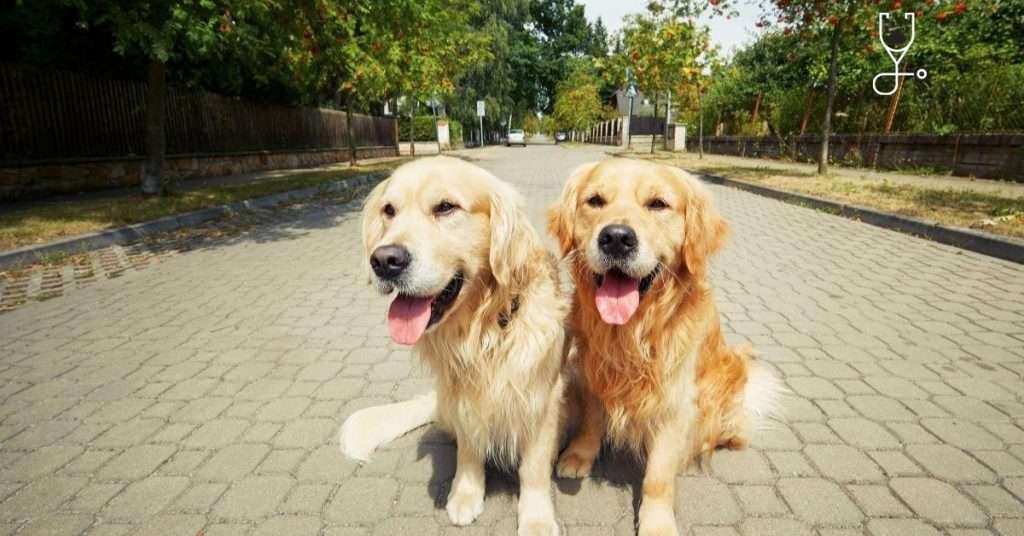 10 Tips on How to Walk Two Dogs Together