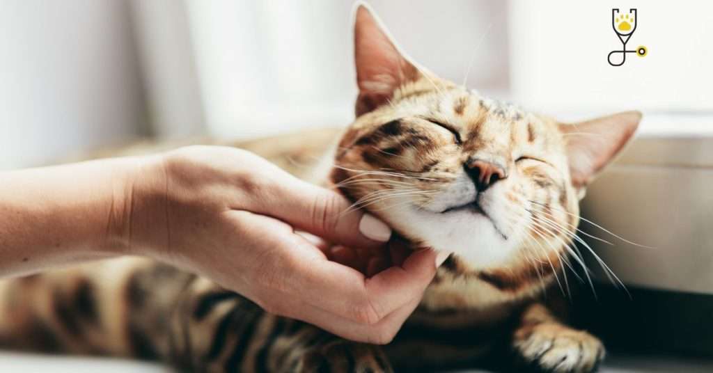 10 Tips to Keeping Your Cat Happy 