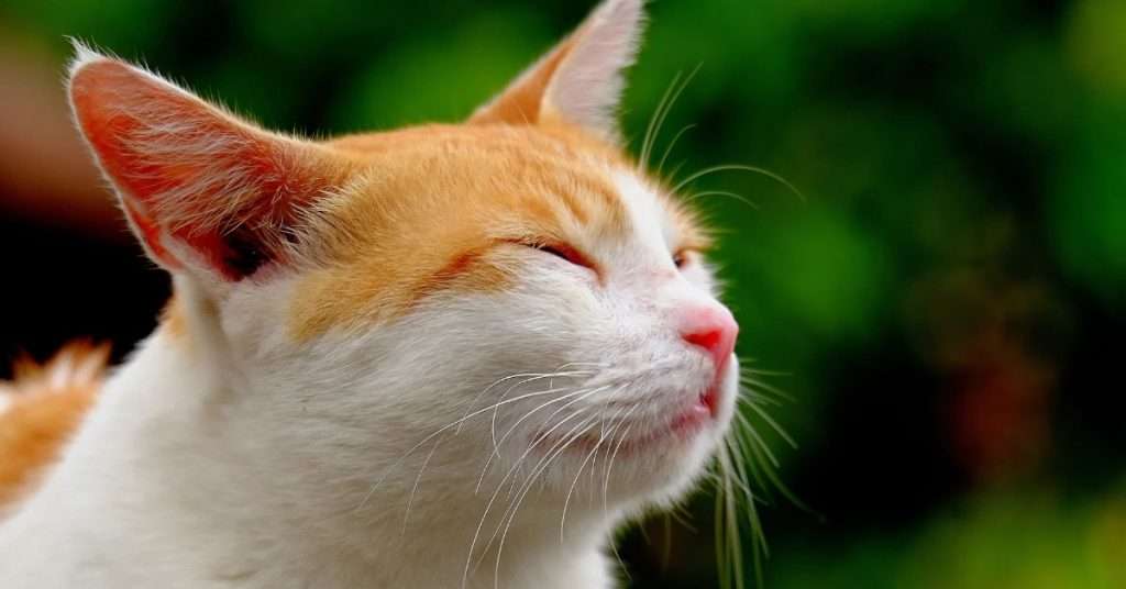 10 Tips to Keeping Your Cat Happy 