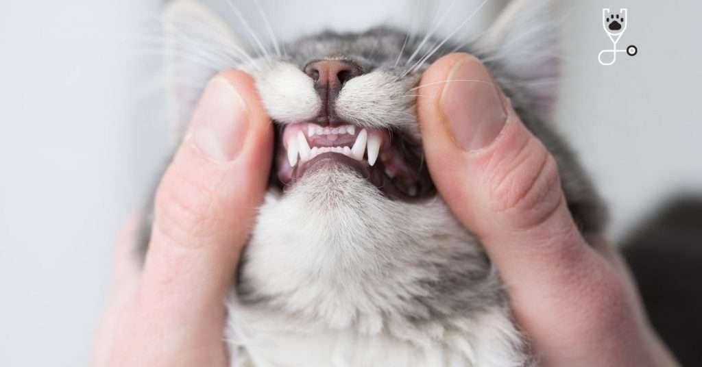 10 Ways to Take Care of Your Cat's Teeth and Gums Without a Vet Visit