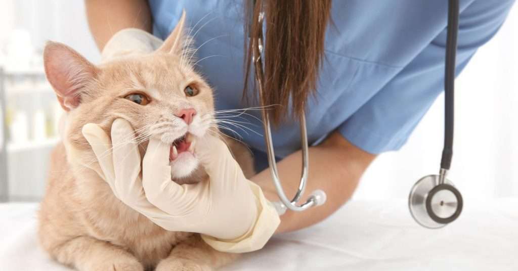 10 Ways to Take Care of Your Cat's Teeth and Gums Without a Vet Visit