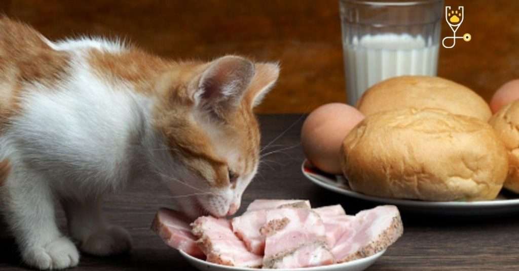 15 Dangerous and Toxic Human Foods That Cats Can't Eat