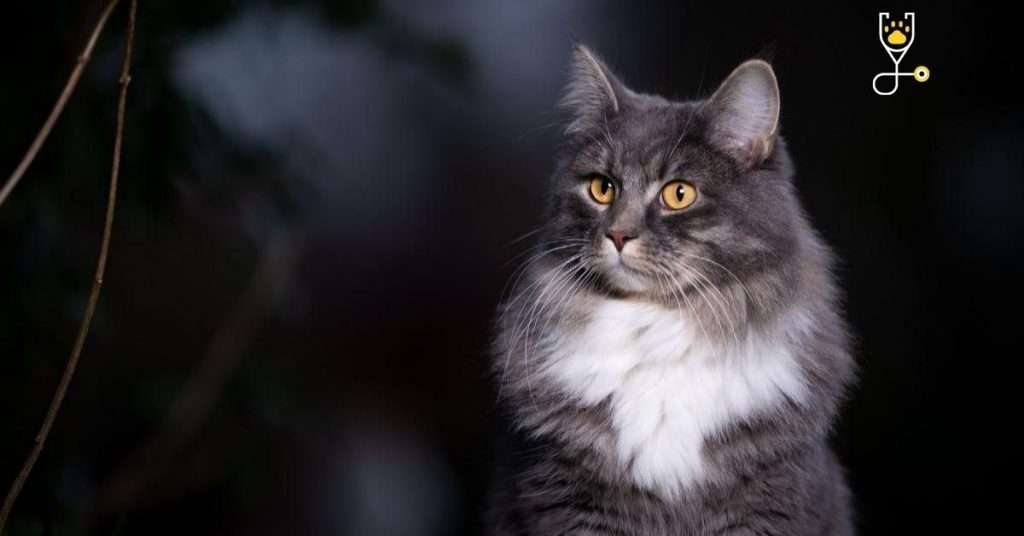 20 Black and White Cat Breeds