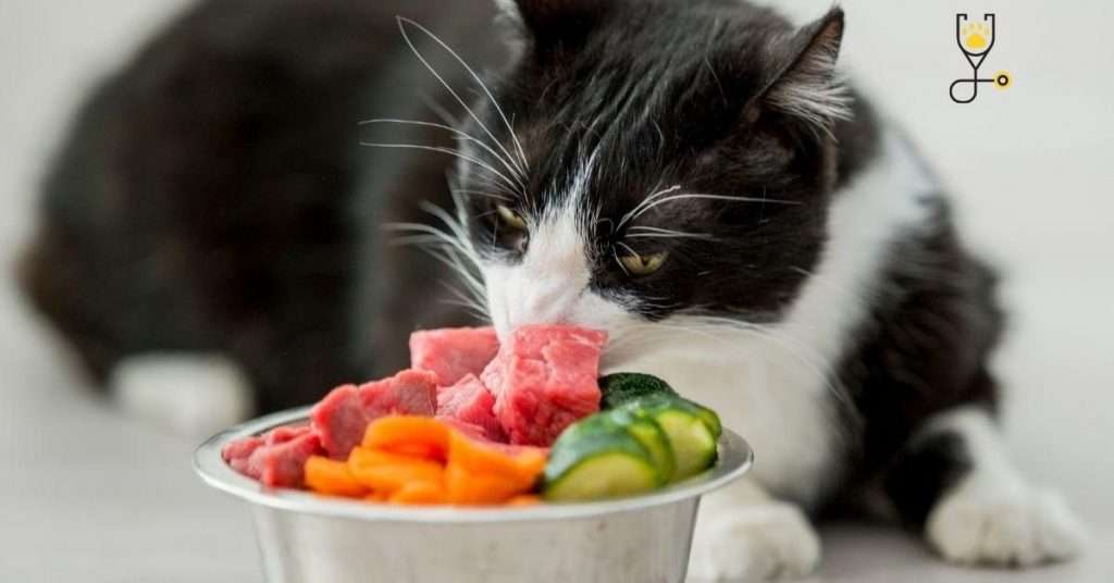 20+ Human Foods That Cats Can Eat