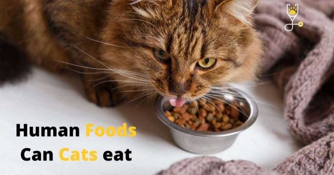 20+ Human Foods That Cats Can Eat Veterinary Articles