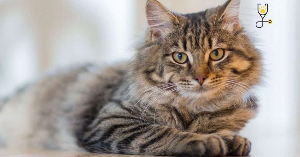 7 Things I Wished I Knew Before Getting a Cat
