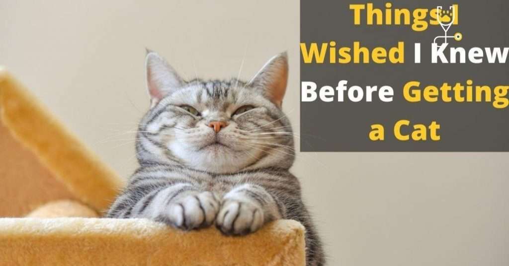 7 Things I Wished I Knew Before Getting a Cat