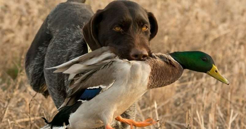 Benefits Of Duck Feet For Dogs: Natural Dog Treats| Veterinary Articles