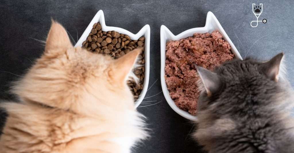 Best Diabetic Cat Foods and Tips on Feeding