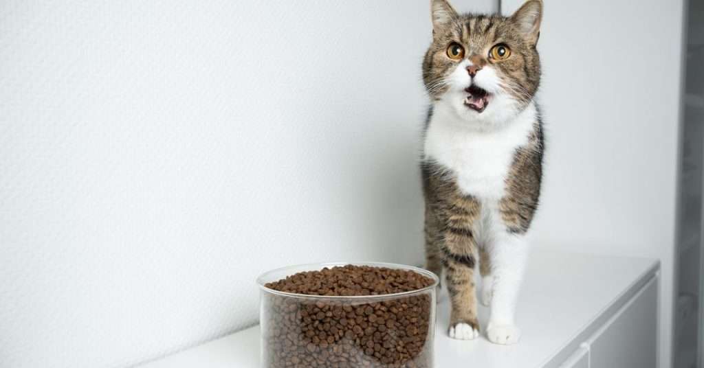 Best Diabetic Cat Foods and Tips on Feeding