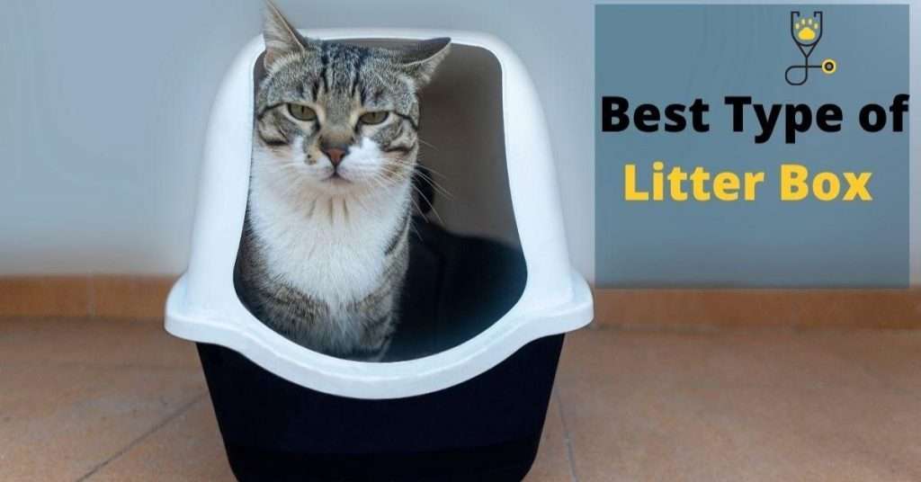 Best Type of Litter Box for a Vertical Peeing Cat