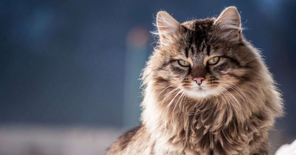 Best Ways to Groom Long-Haired Cats and Remove Tangles