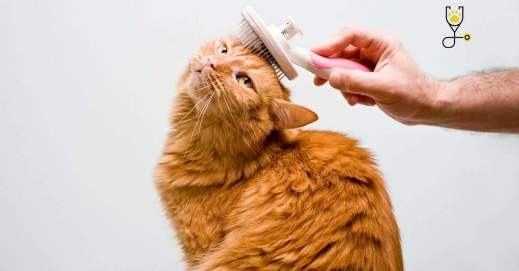 Best Ways to Groom Long-Haired Cats and Remove Tangles