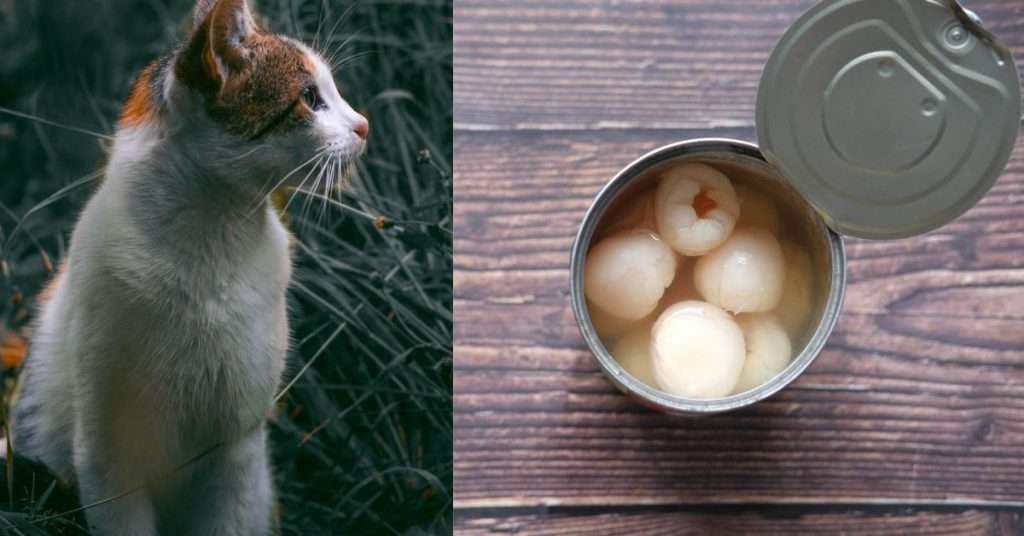 Can Cats Have Raw Eggs?