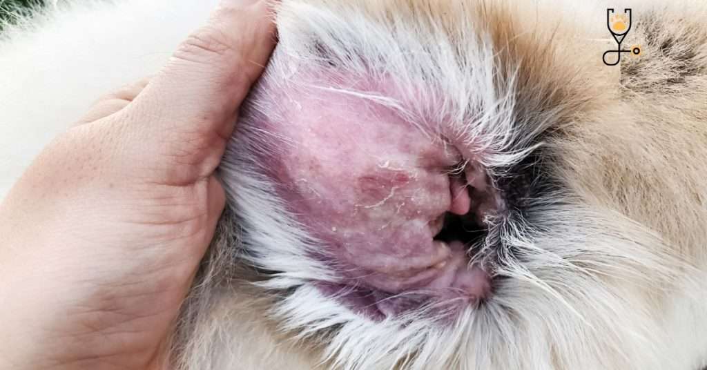 Common Skin Allergies in Dogs