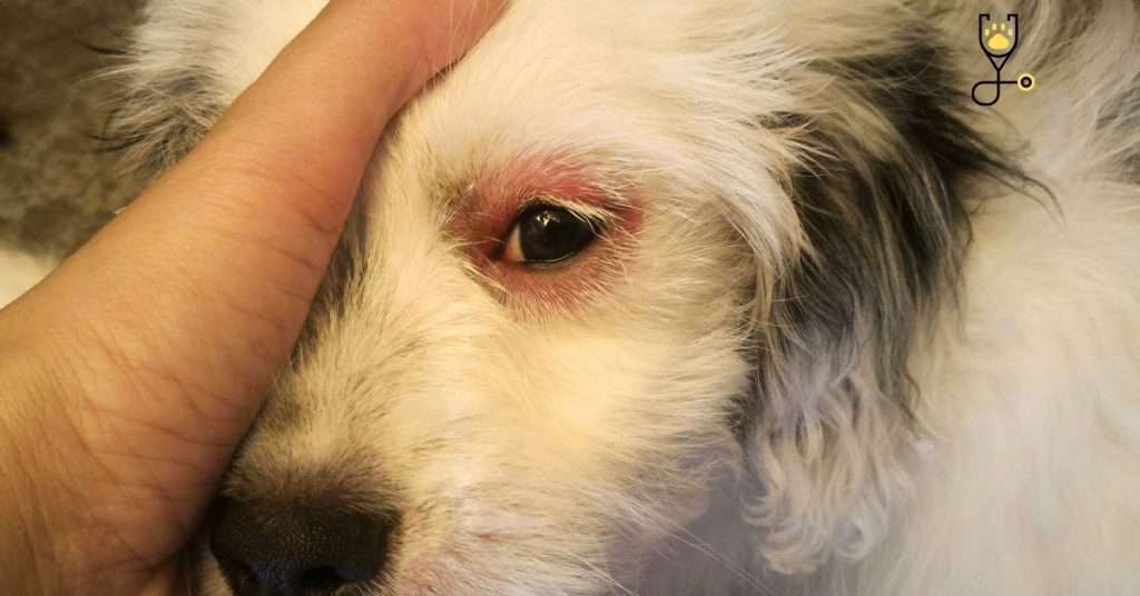 Why Has My Dog's Eye Swollen? And Getting Red!