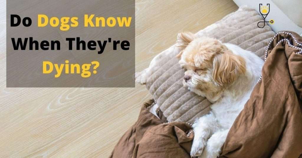 Do Dogs Know When They're Dying?