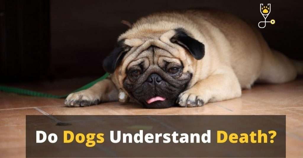 Do Dogs Understand Death?