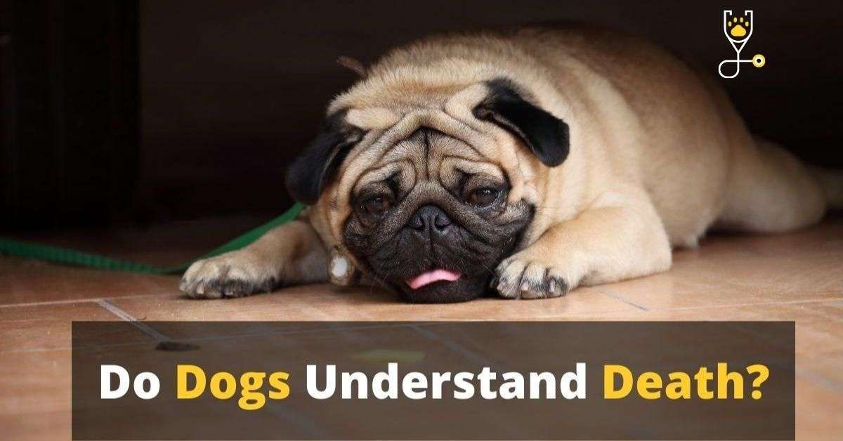 do-dogs-understand-death-veterinary-articles