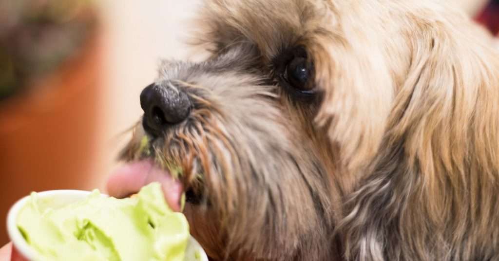 Dog-Friendly Treats: Ice Cream for Our Yorkie