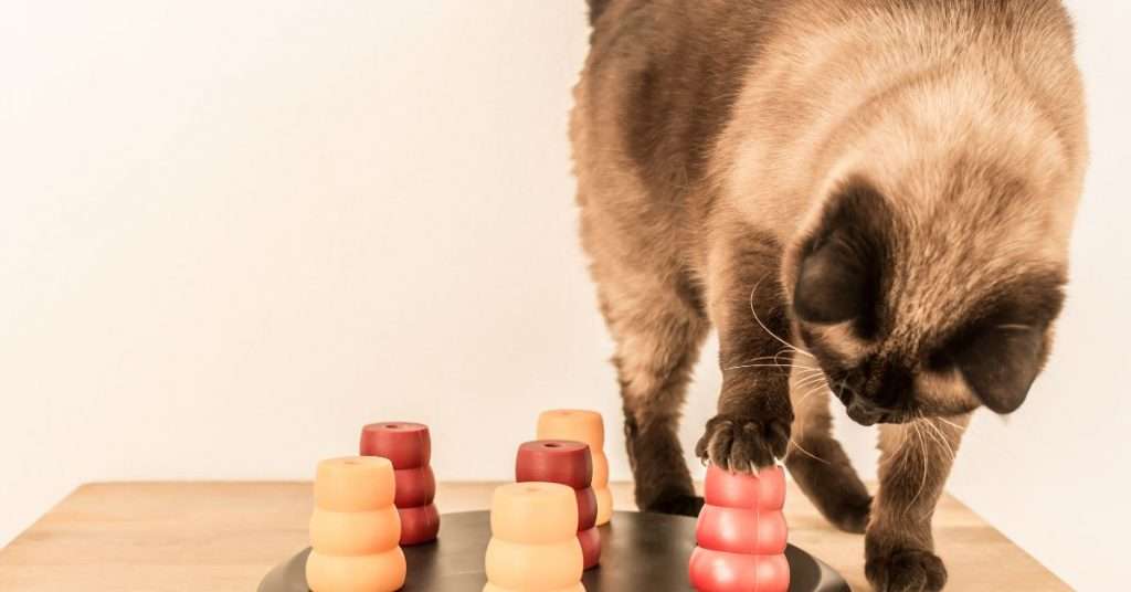 12 Easy Cat Toys You Can Make Using Stuff Around the House