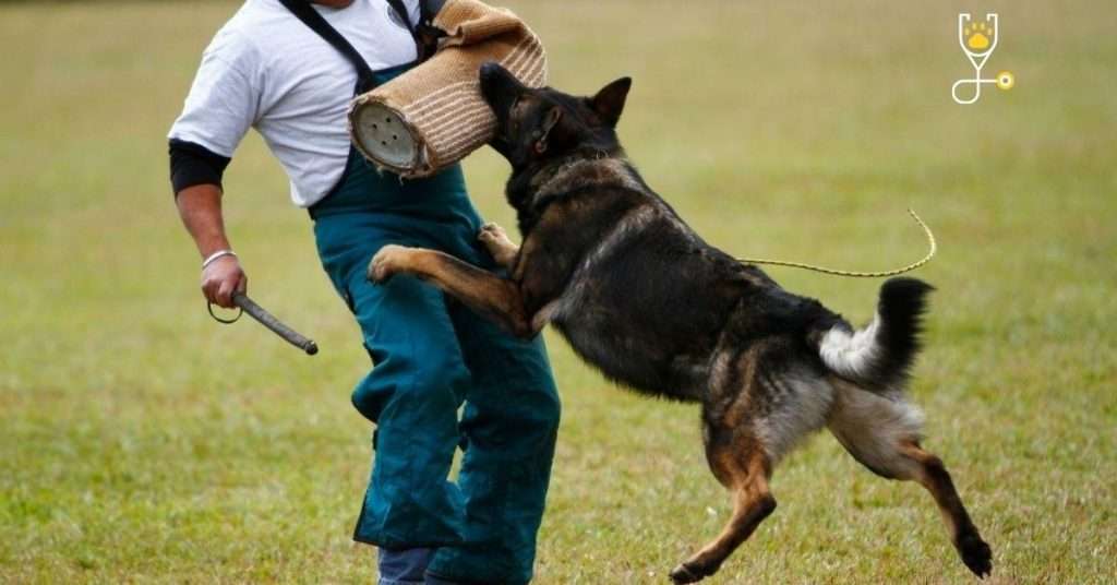 German Shepherd Schutzhund Training Benefits