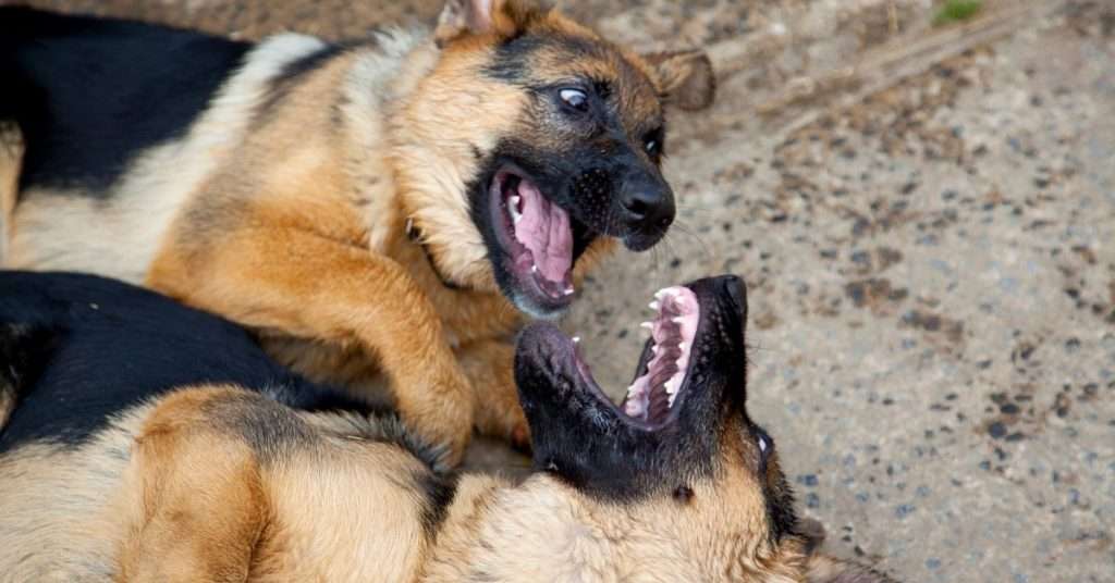 German Shepherd Teeth Cleaning Guide| Veterinary Articles