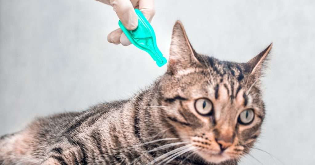 How Do You Control Fleas on Kittens?