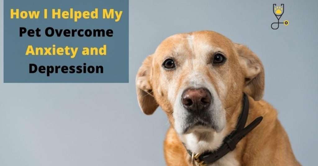 How I Helped My Pet Overcome Anxiety and Depression
