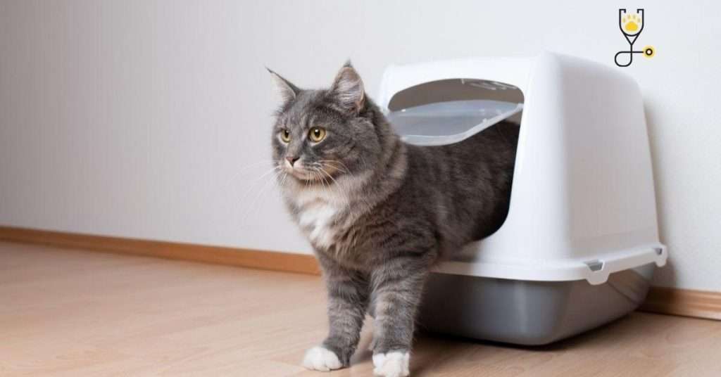 How To Solve Cat Litter Box Behavioral Issues