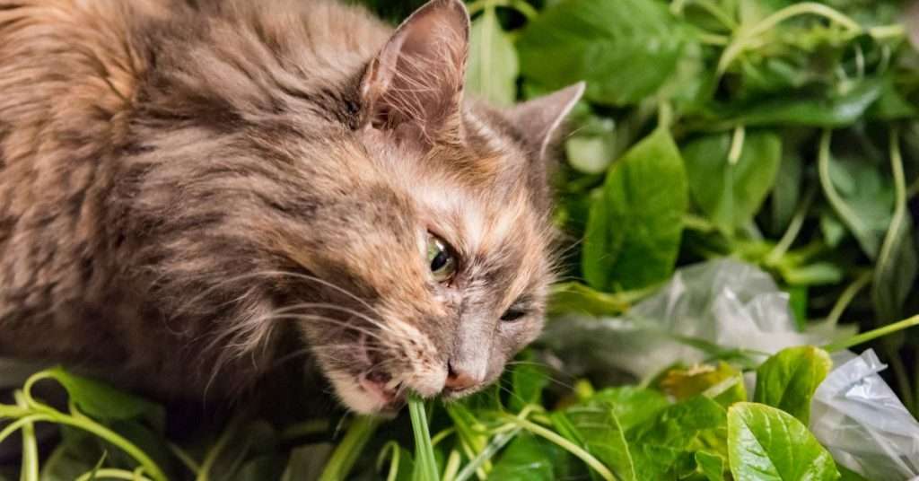 How to Choose Cat-Friendly Plants for Your House