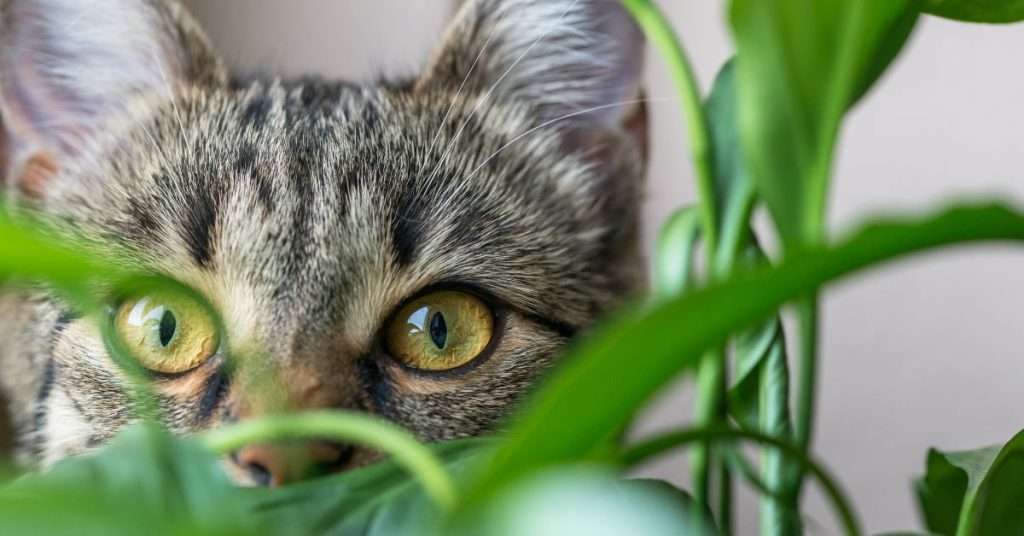 How to Choose Cat-Friendly Plants for Your House
