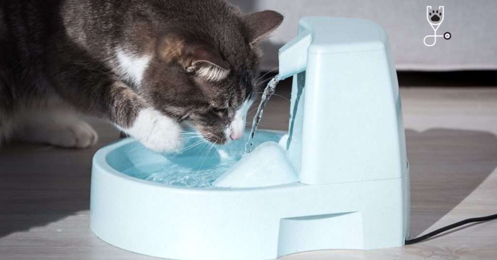How to Choose the Best Cat Water Fountain or Bubbler