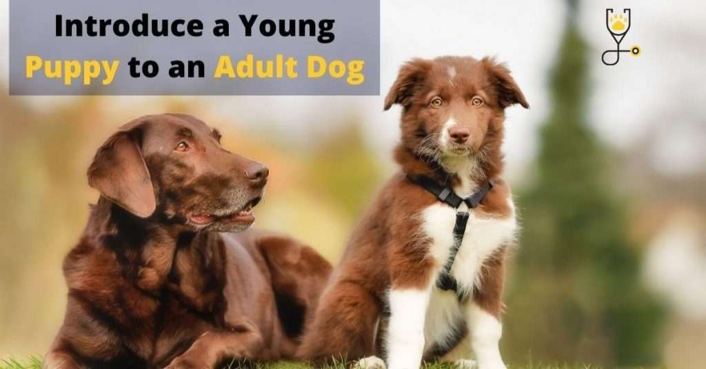 How to Introduce a Young Puppy to an Adult Dog
