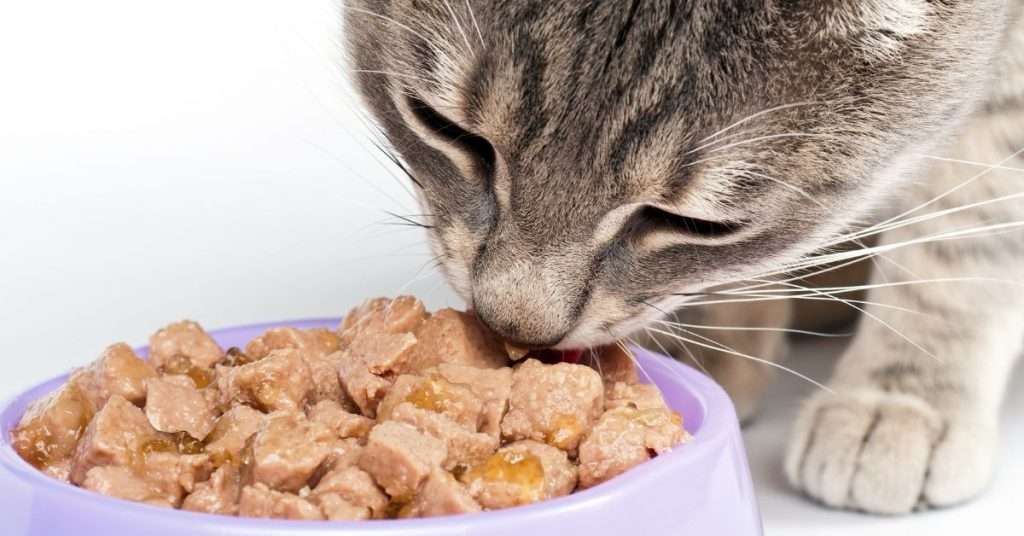How to Keep a Cat From Eating Too Fast